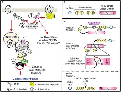 Ubiquitination as a Key Regulator of Endosomal Signaling by GPCRs